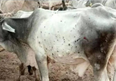 Vaccination drive of Stray cattle against Lumpy Skin Disease (LSD) in Doda Municipality area